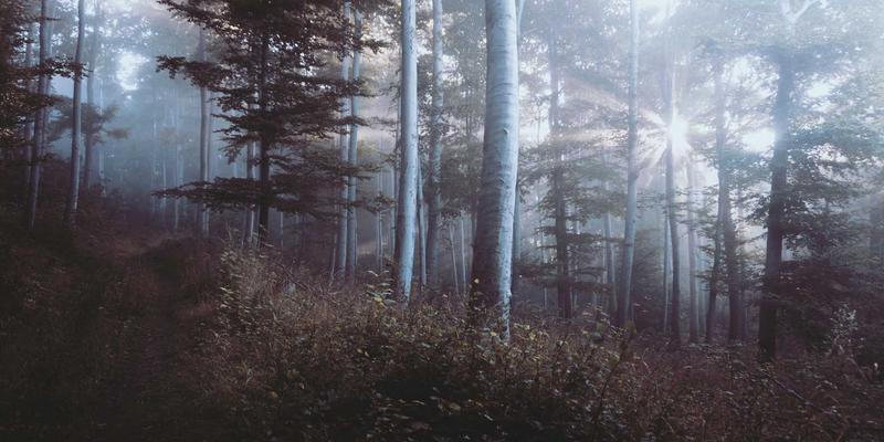 从编程开发到数字资源:掌握现代网络技术的核心路径
